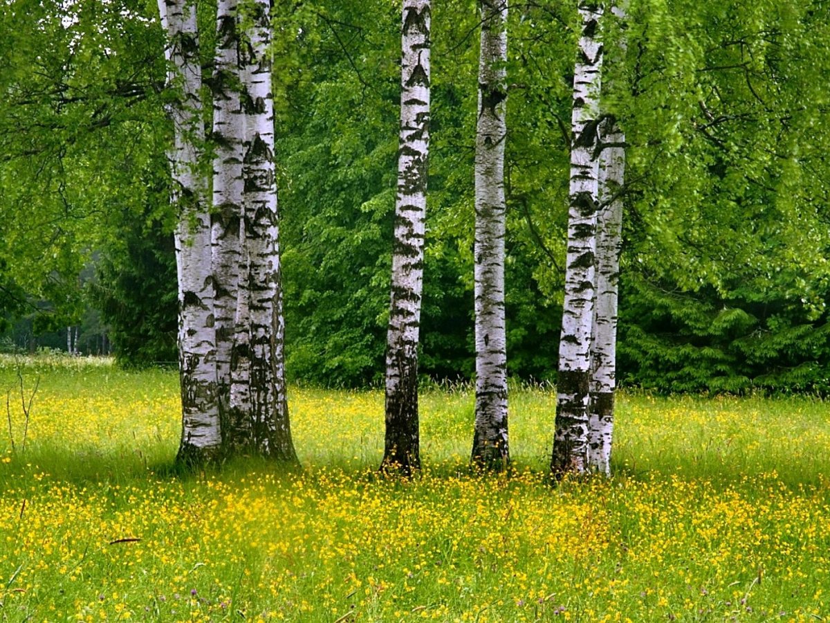 Береза в Московской области