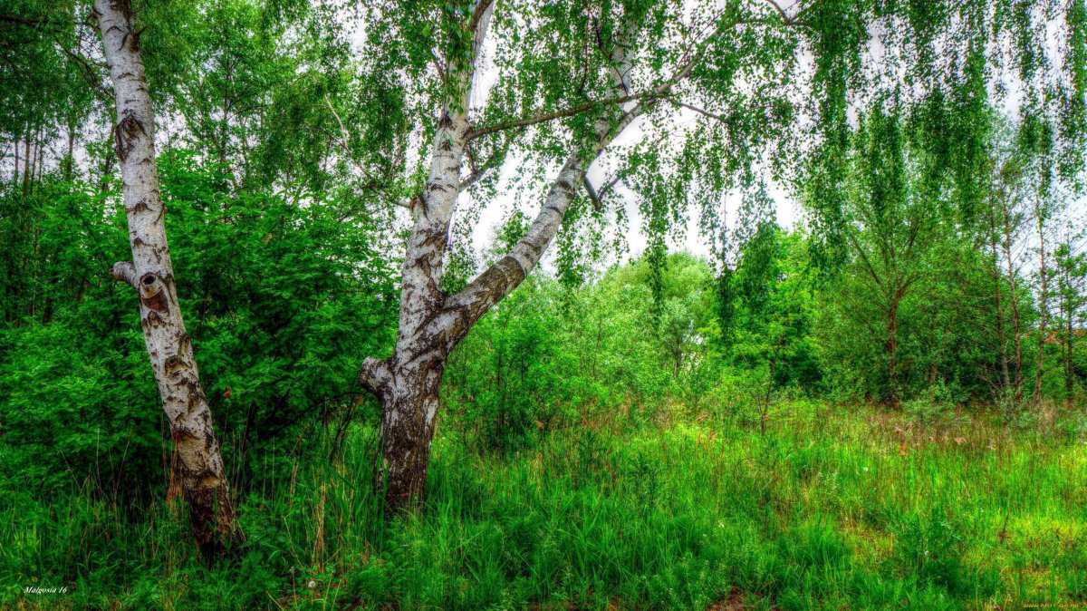 Берёза кустарниковая