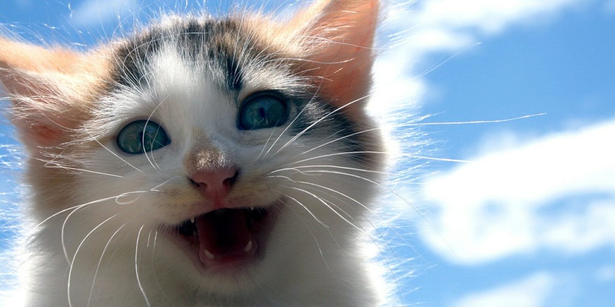 Улыбка кота