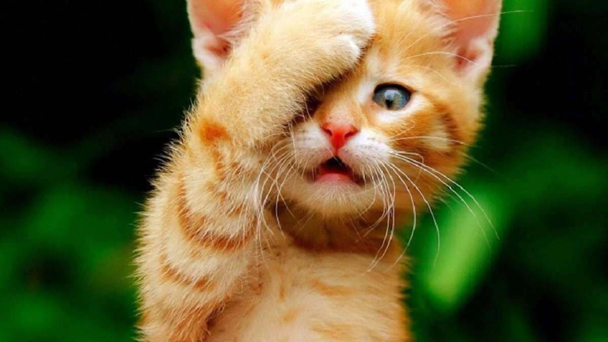 Желтый радостный кот