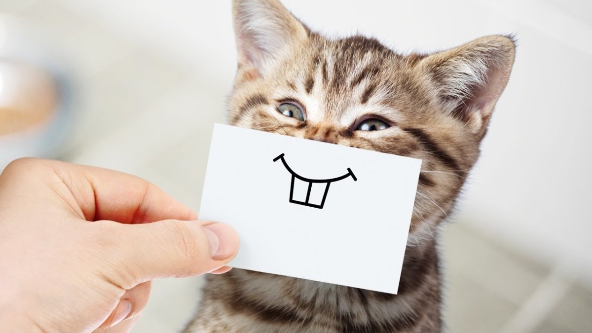 Веселый котик