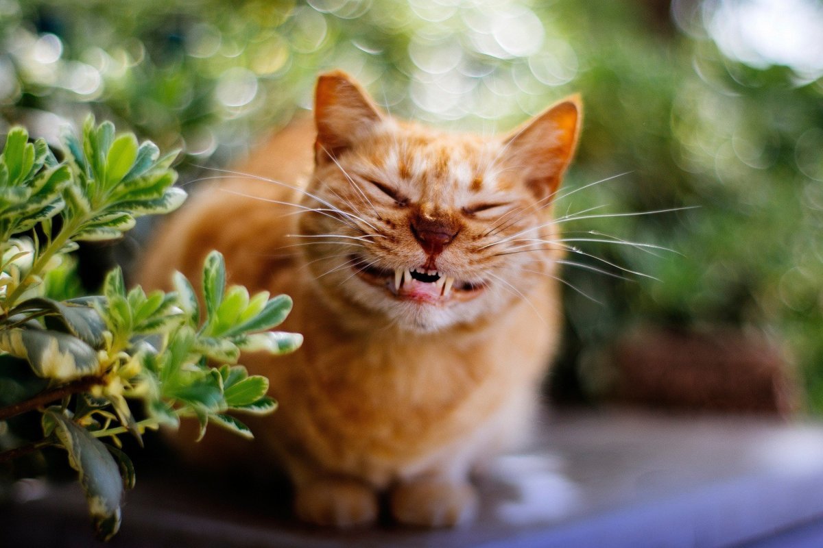 Счастливый кот