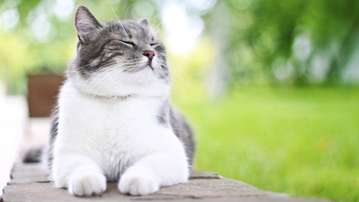 Довольный кот