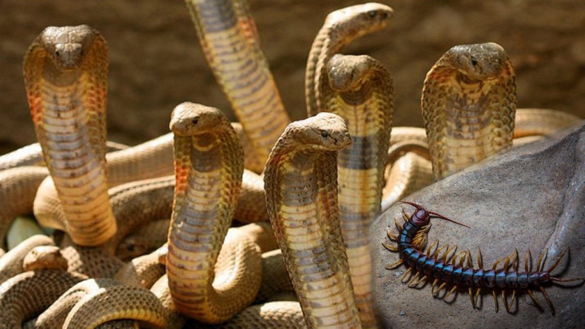 Пятиглавая Кобра