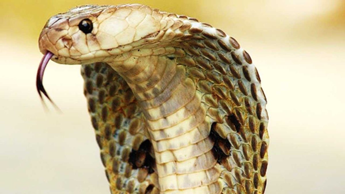 Очковая змея