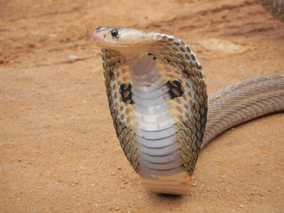 Нубийская Кобра