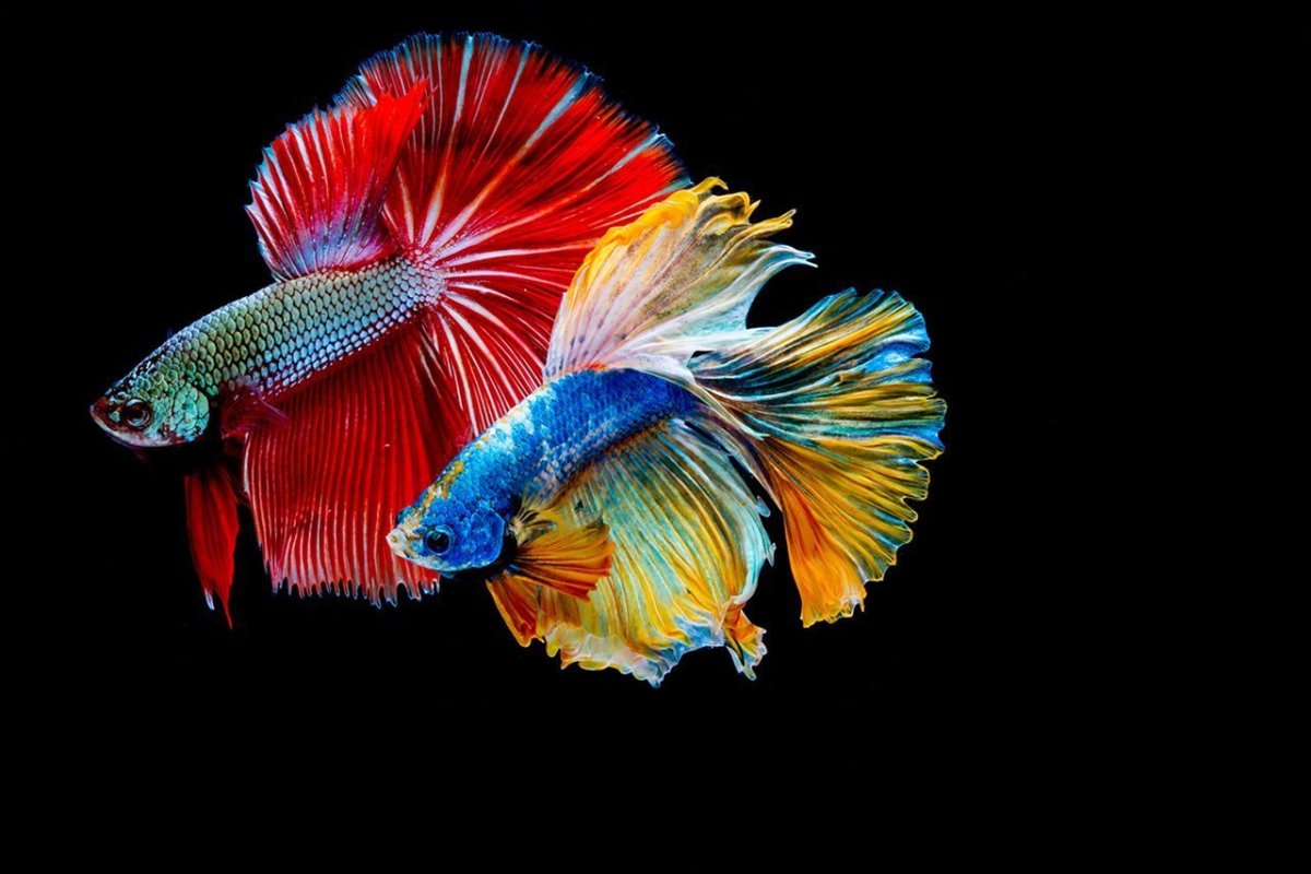 Петушок глофиш