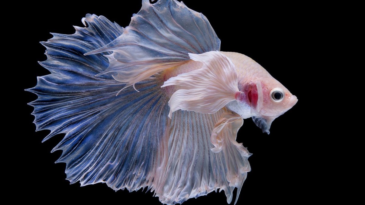 Петушки халф Мун Дамбо