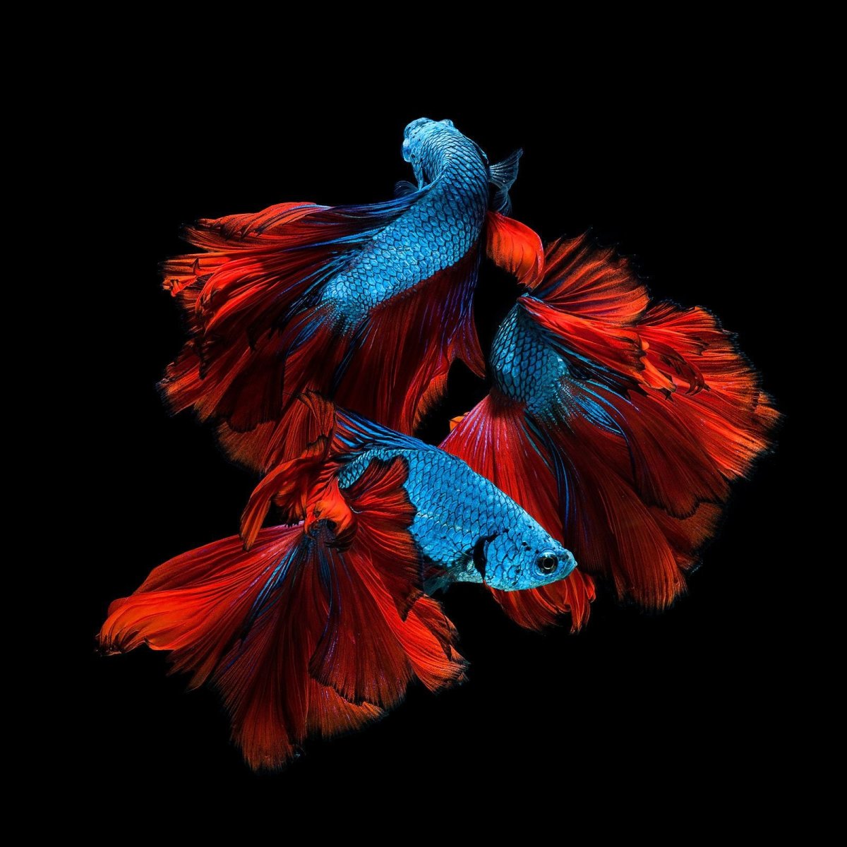 Blue Betta Fish