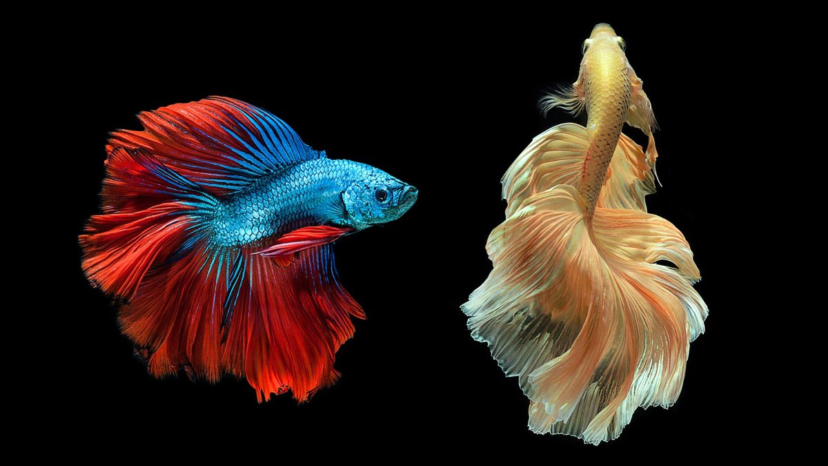 Бойцовая рыбка петушок