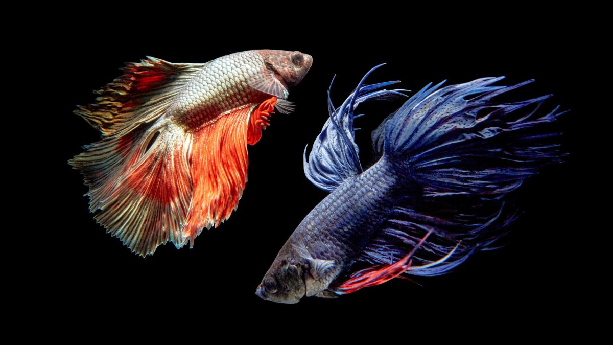 Рыба Бойцовая рыбка