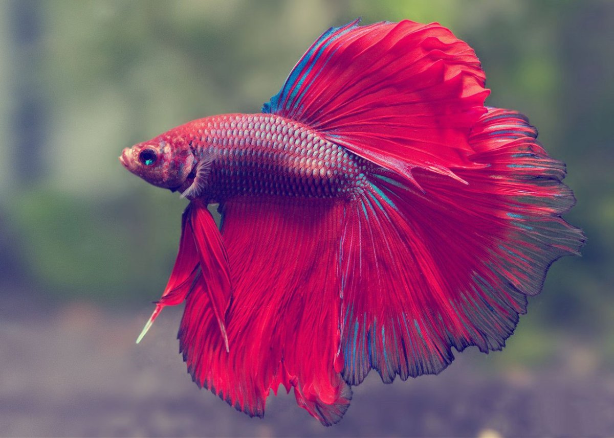 Рыбка петушок Бетта