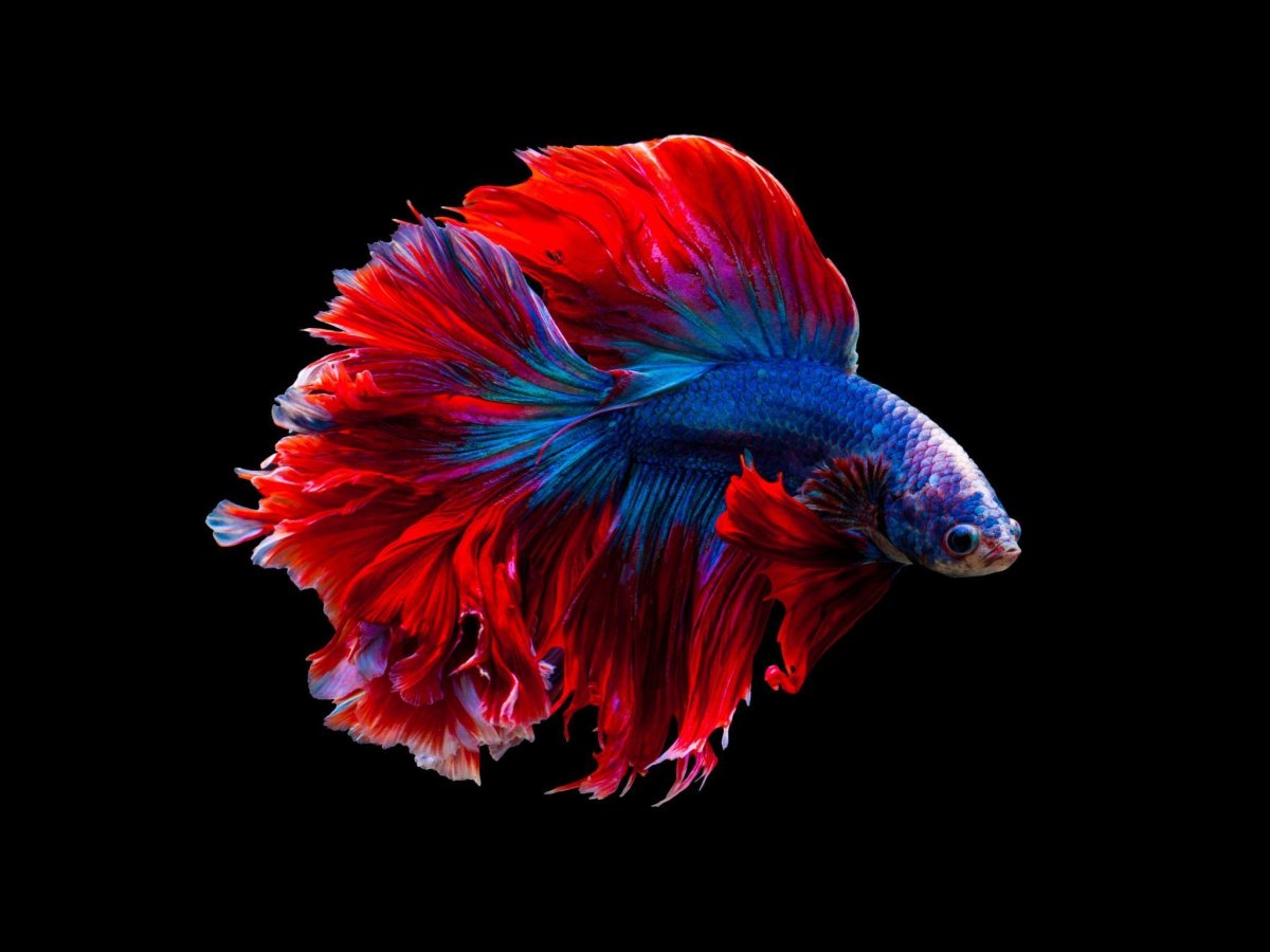 Тайский петушок рыбка