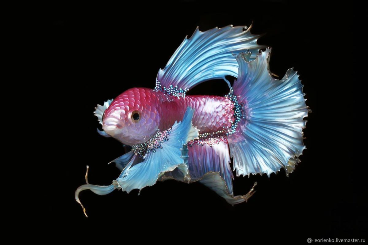 Бойцовая рыбка Витраль