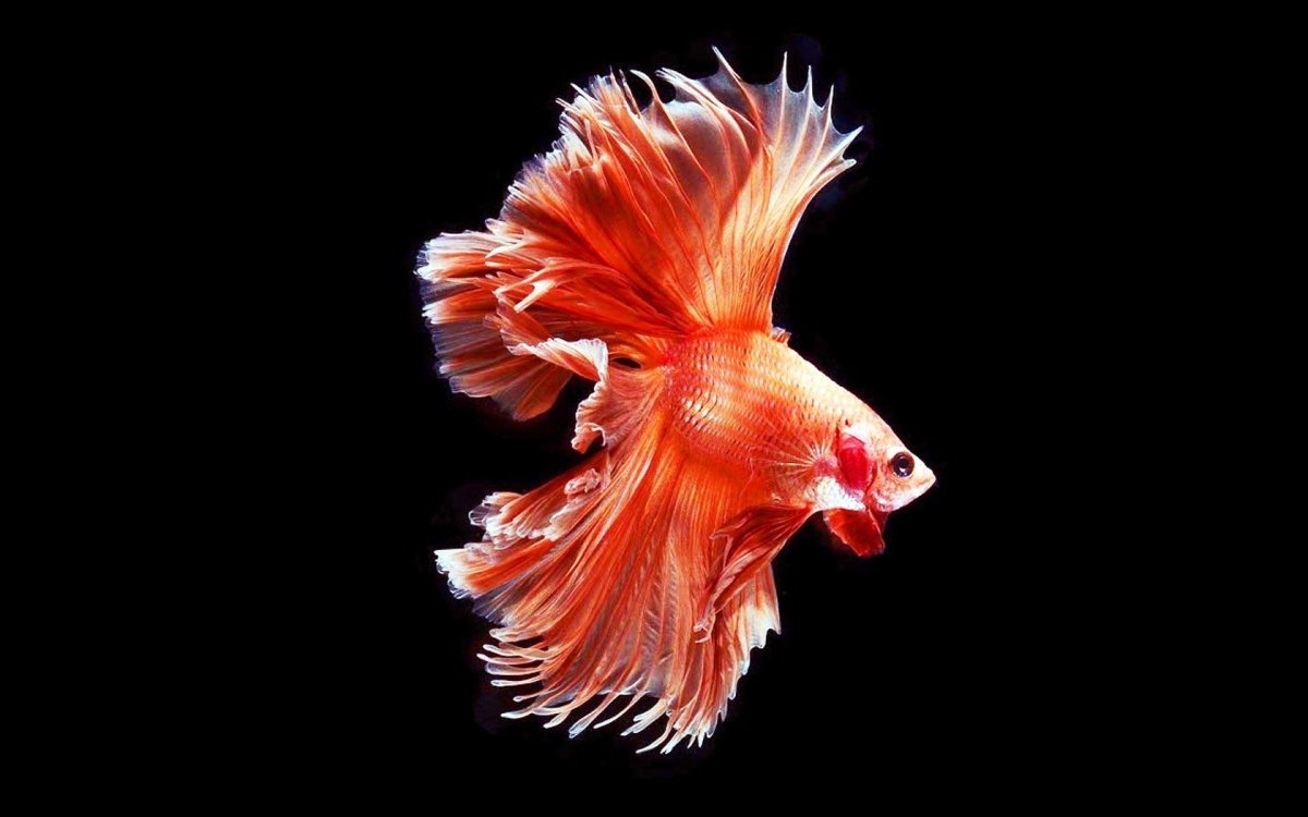 Золотой петушок рыбка