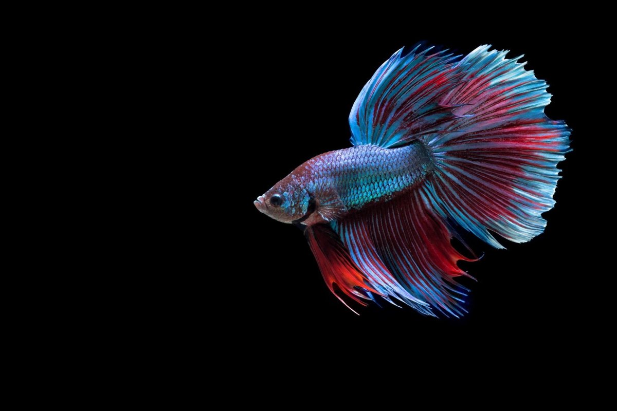 Betta (Бетта)