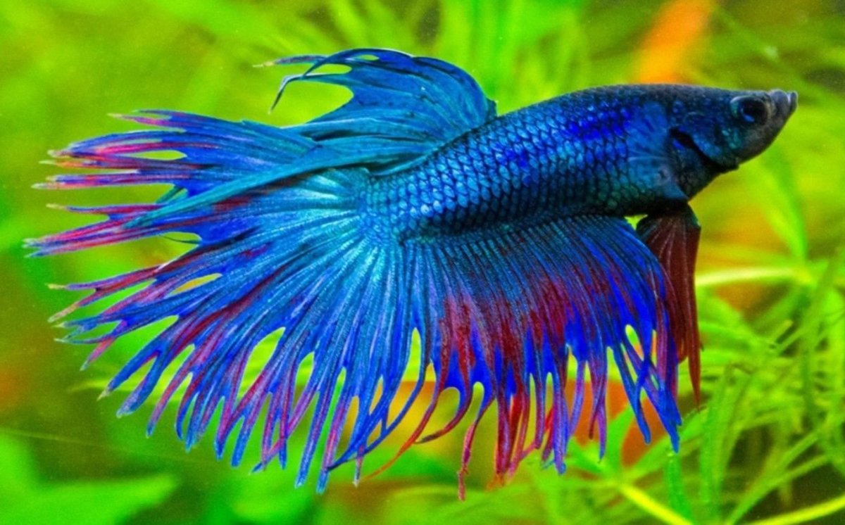 Петушок коронохвостый аквариумная