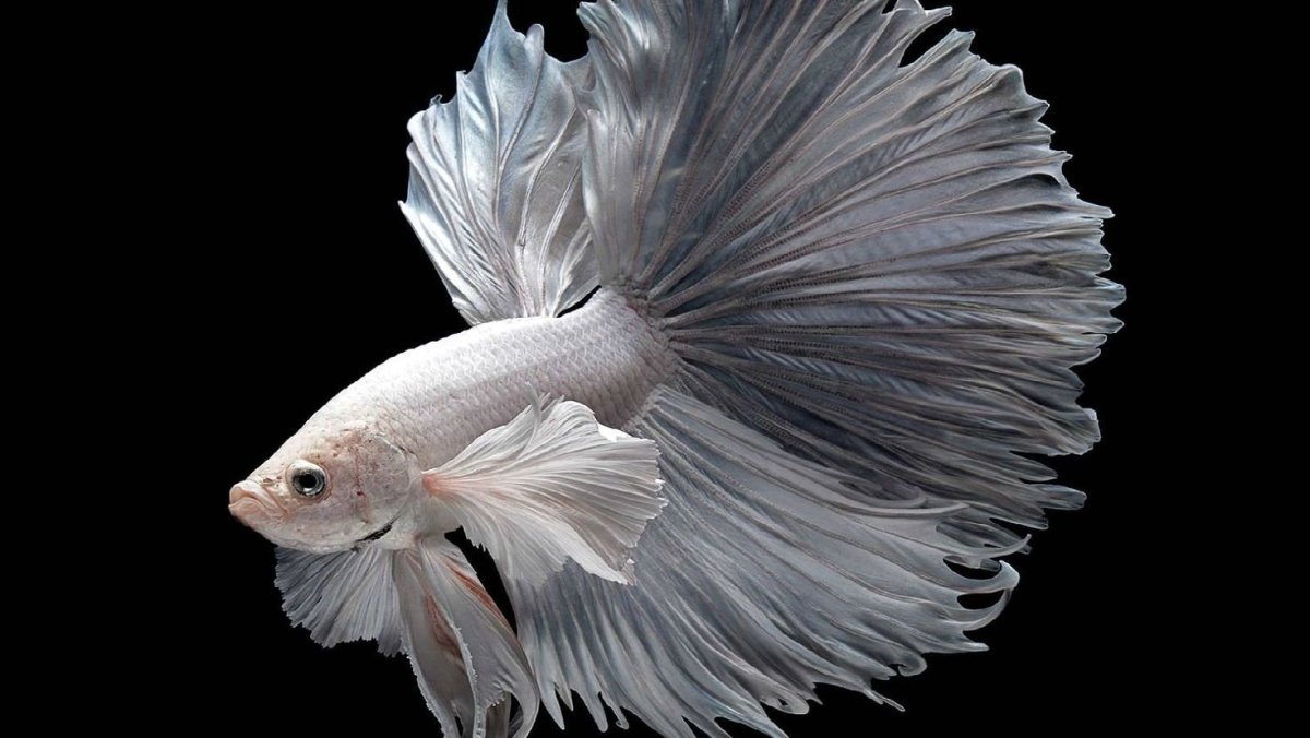 Бойцовая рыбка сиамский петушок