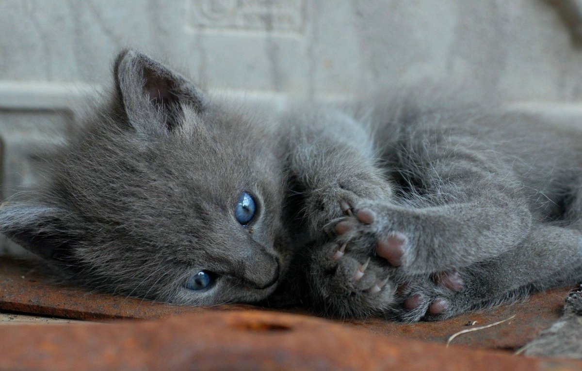 Серый котёнок