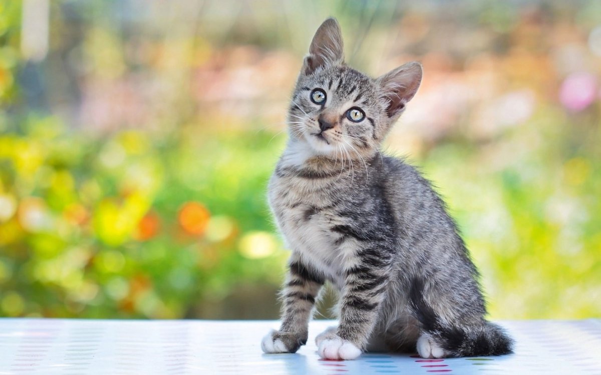 Кошка серая