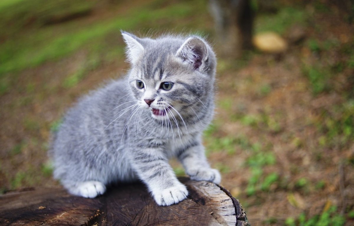 Серенький котенок