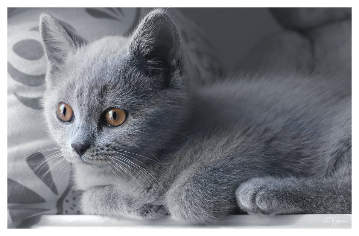 Дымчатый котенок британец