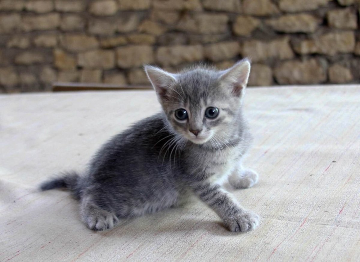 Серенький котенок
