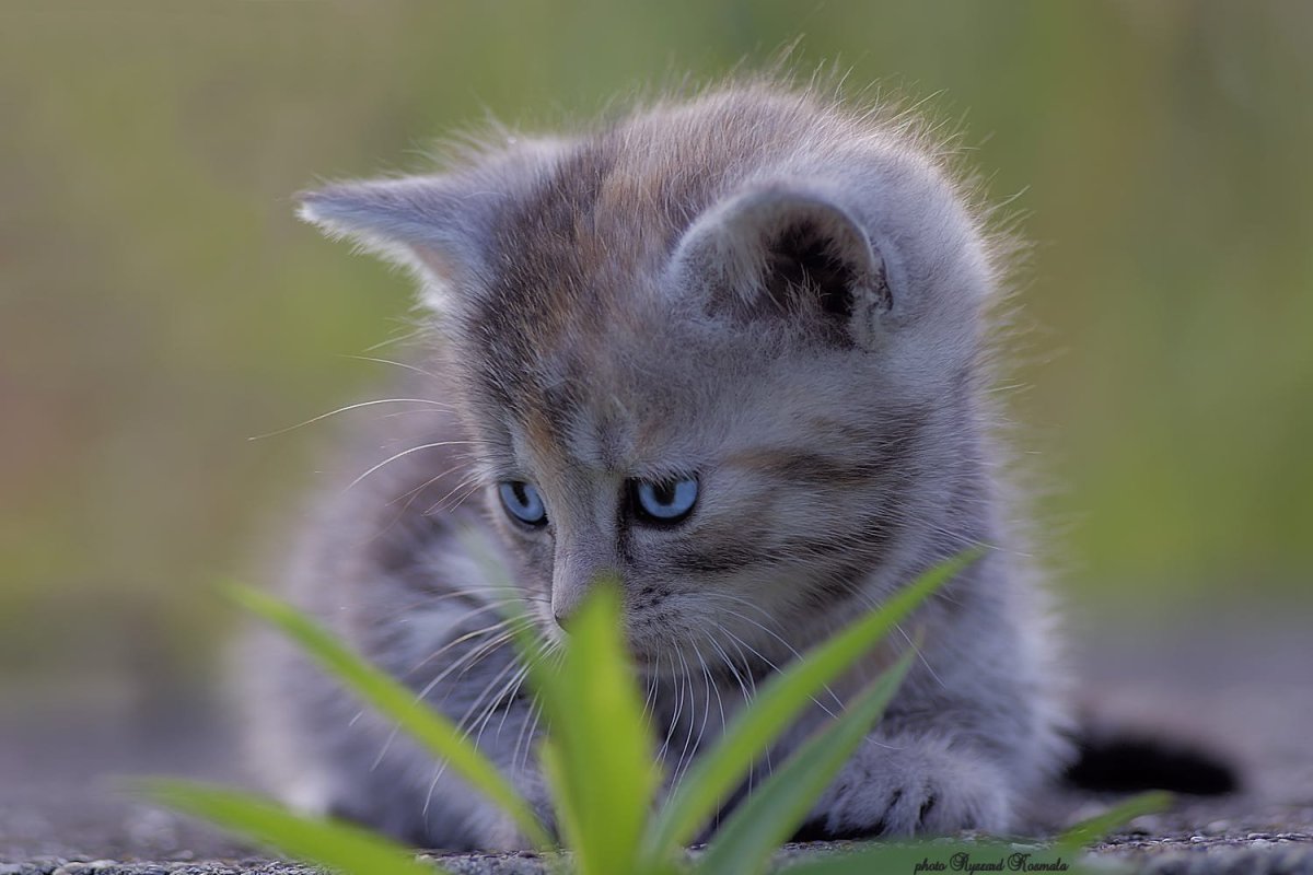 Котята серого цвета