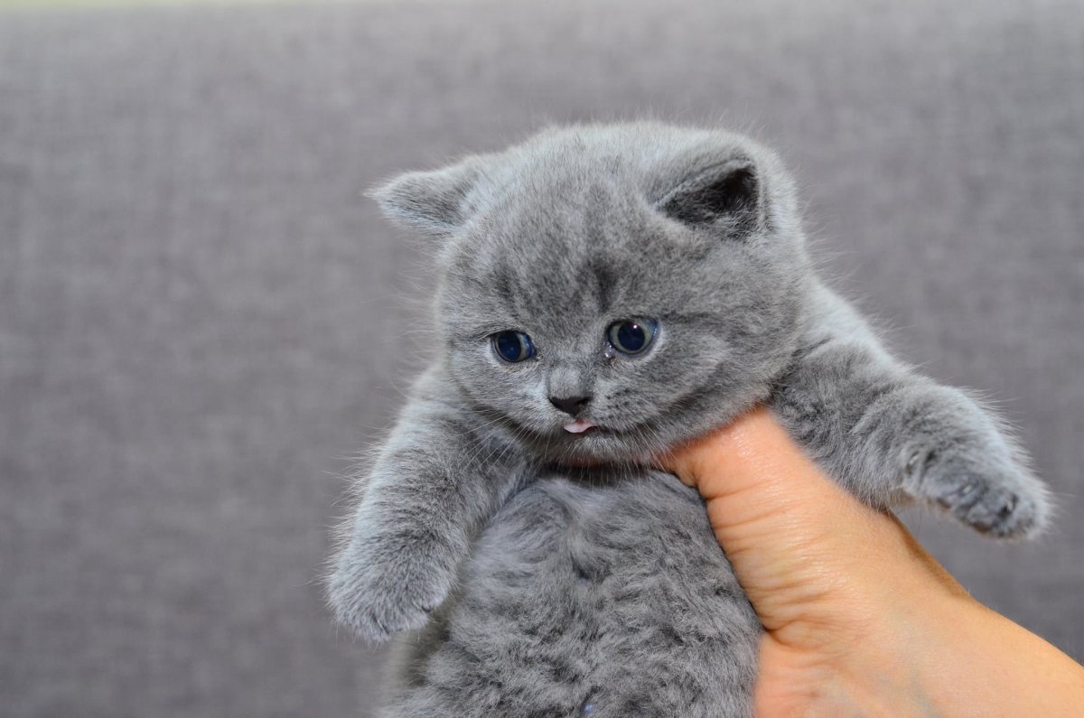 Вислоухий британец котенок серый