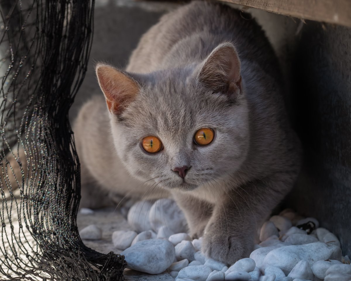 Британская пепельная кошка