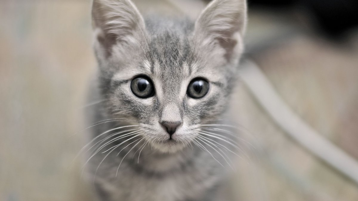 Светло серая кошка