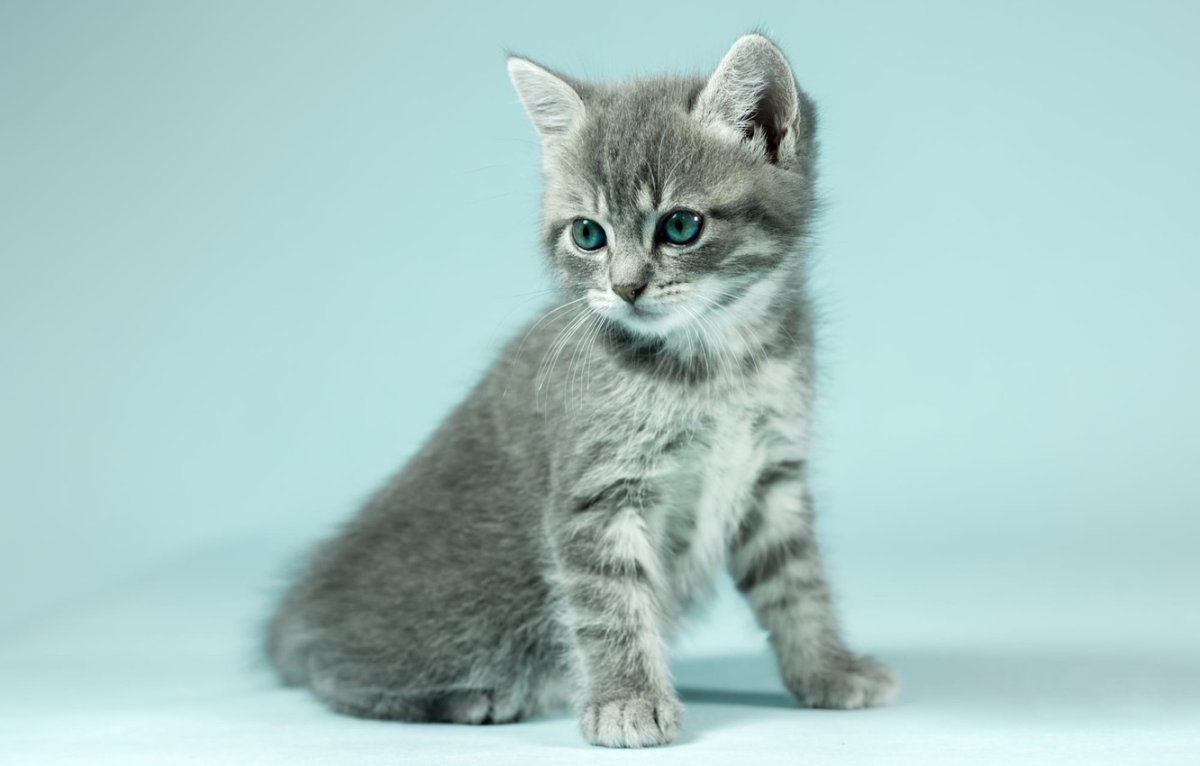 Британец дымчатый полосатый котенок