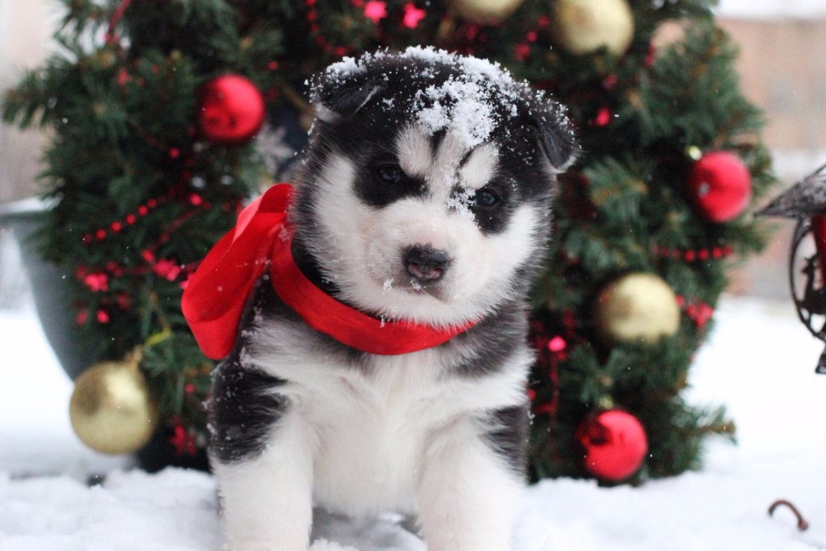 Новогодний щенок