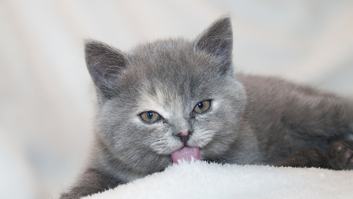 Британец пепельный котенок