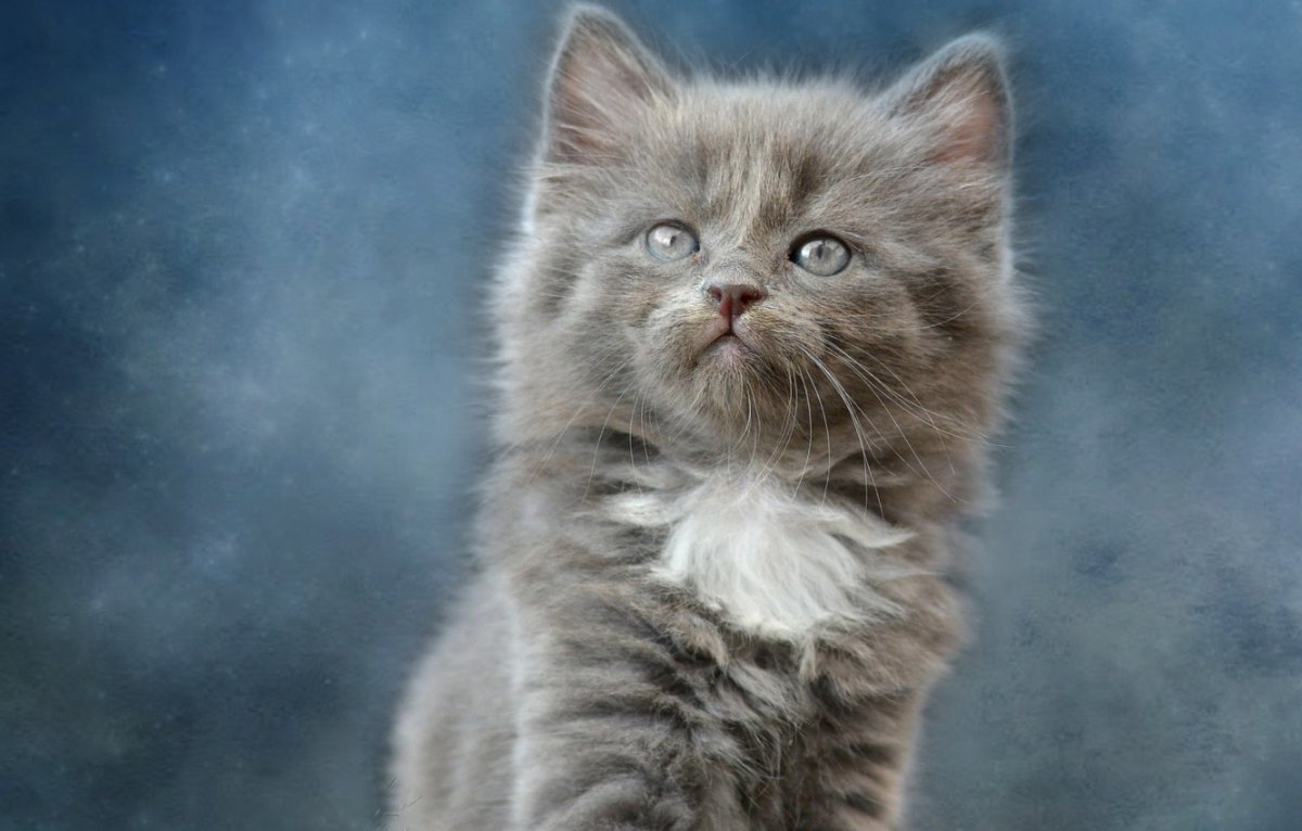 Серый пушистый котенок