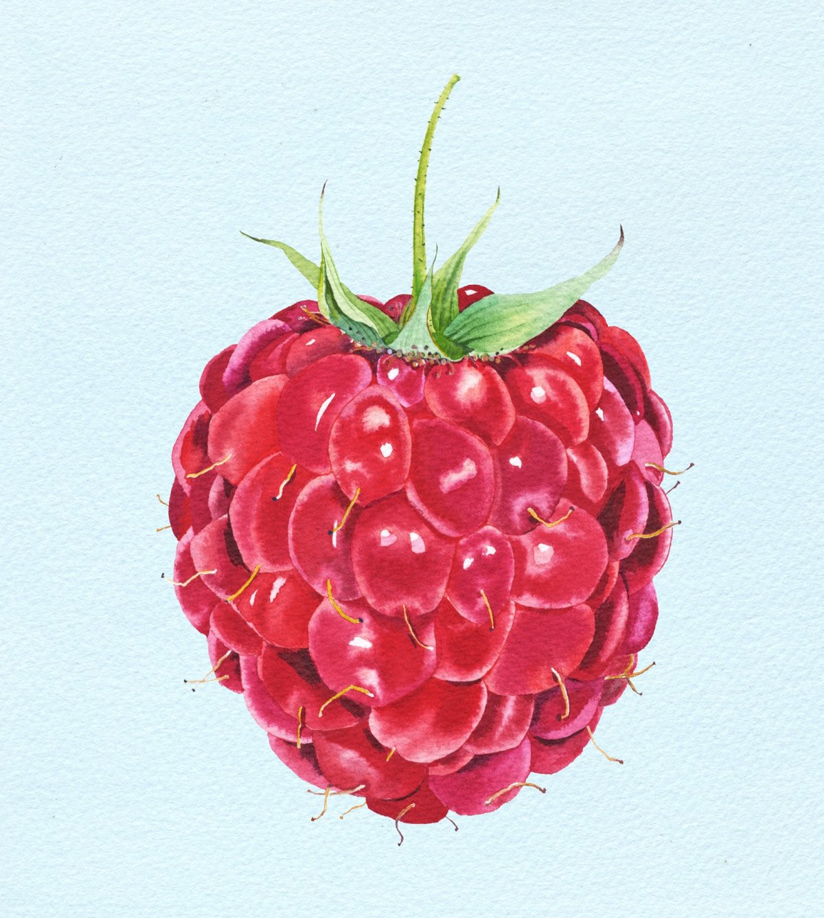 Скетчинг малина