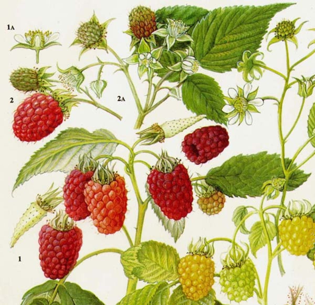 Малина обыкновенная Фармакогнозия