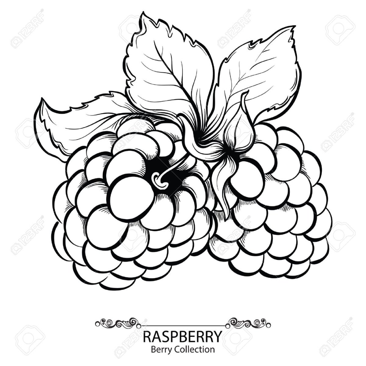 Малина вектор чб