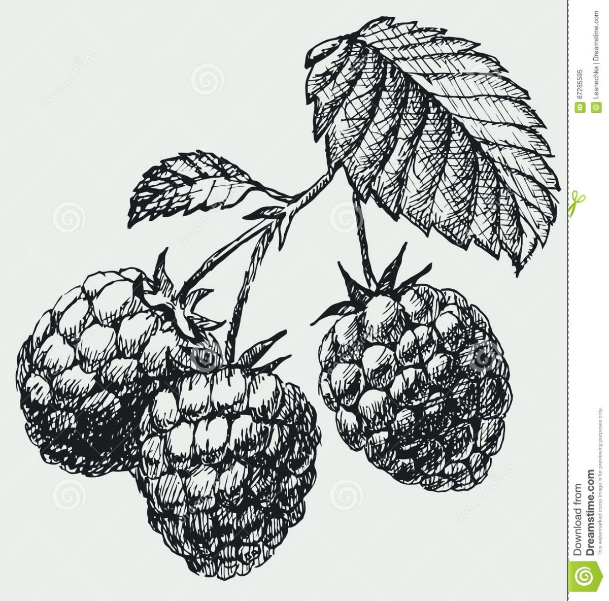 Ягоды гравюра