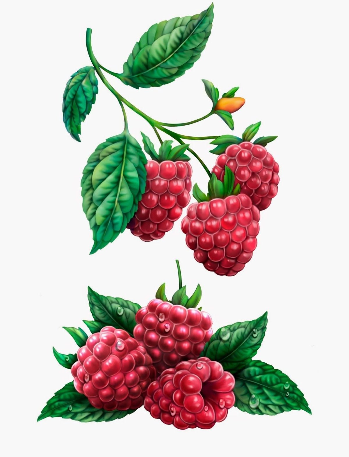 Малина рисунок