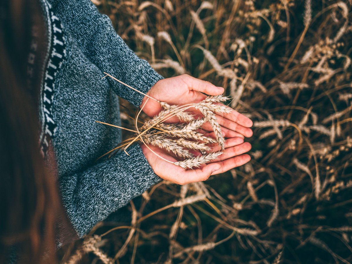 Колосок в руке