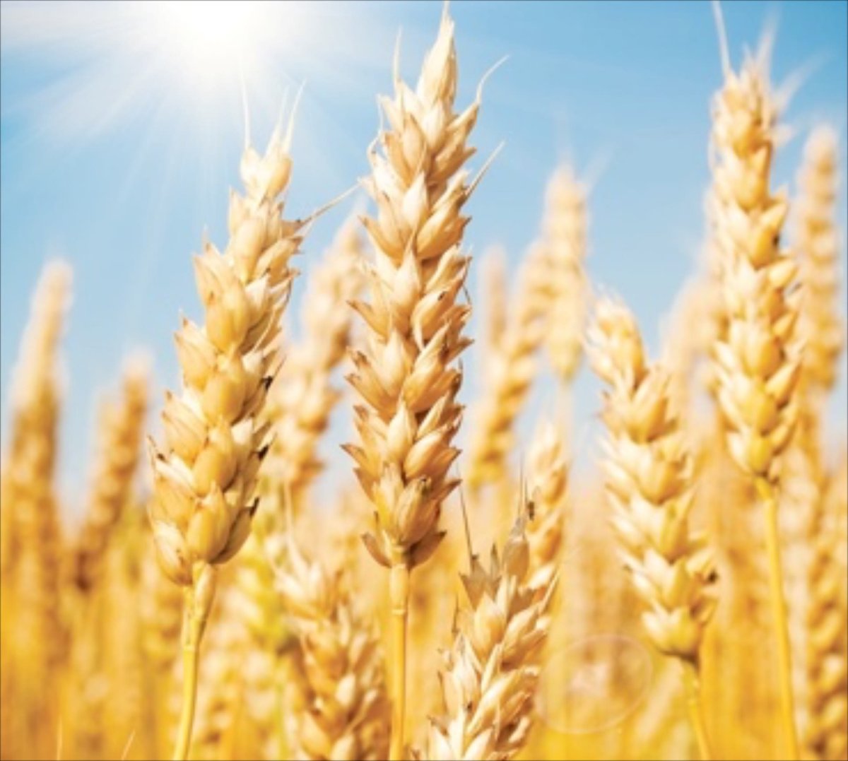 Колосья пшеницы