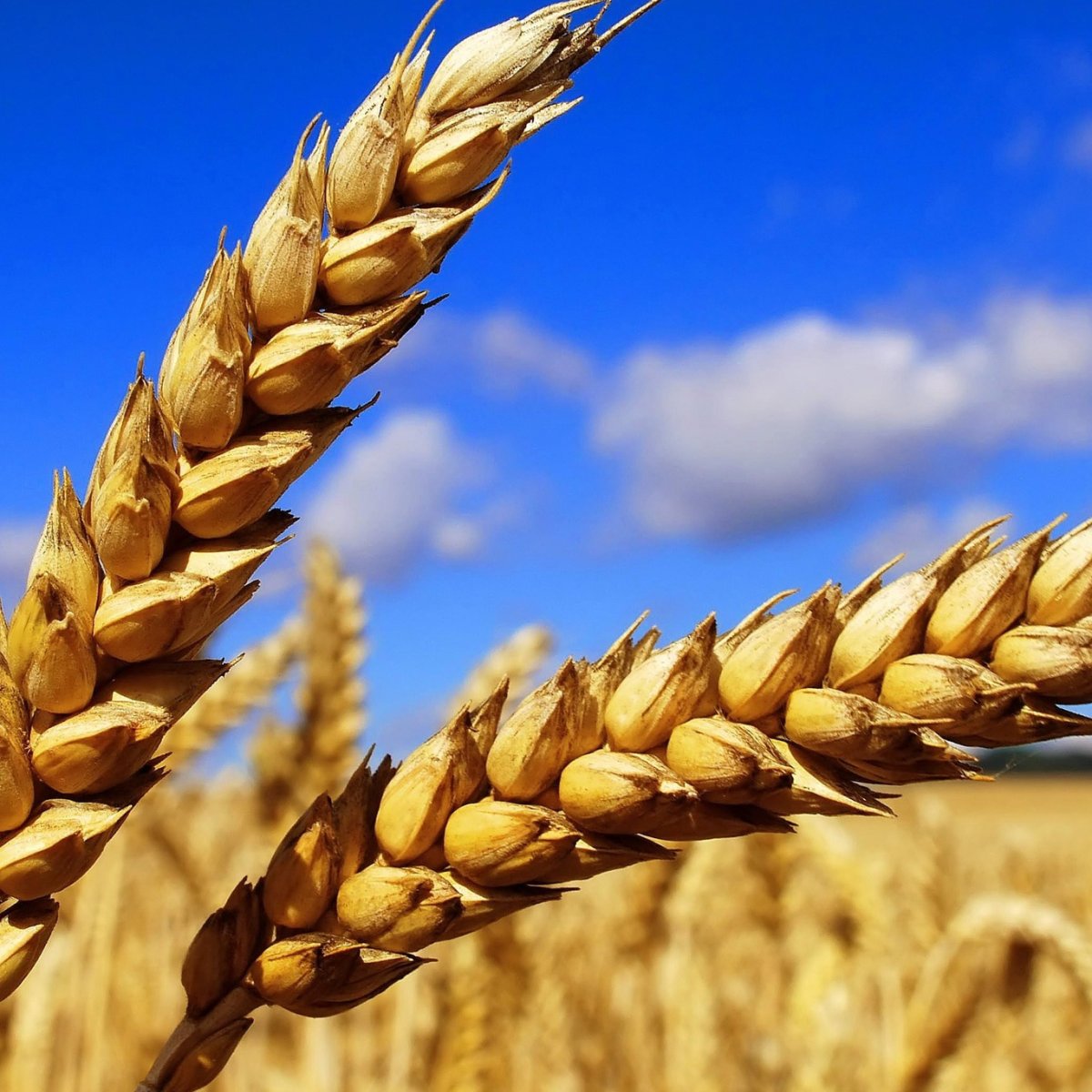 Тяжелые колосья