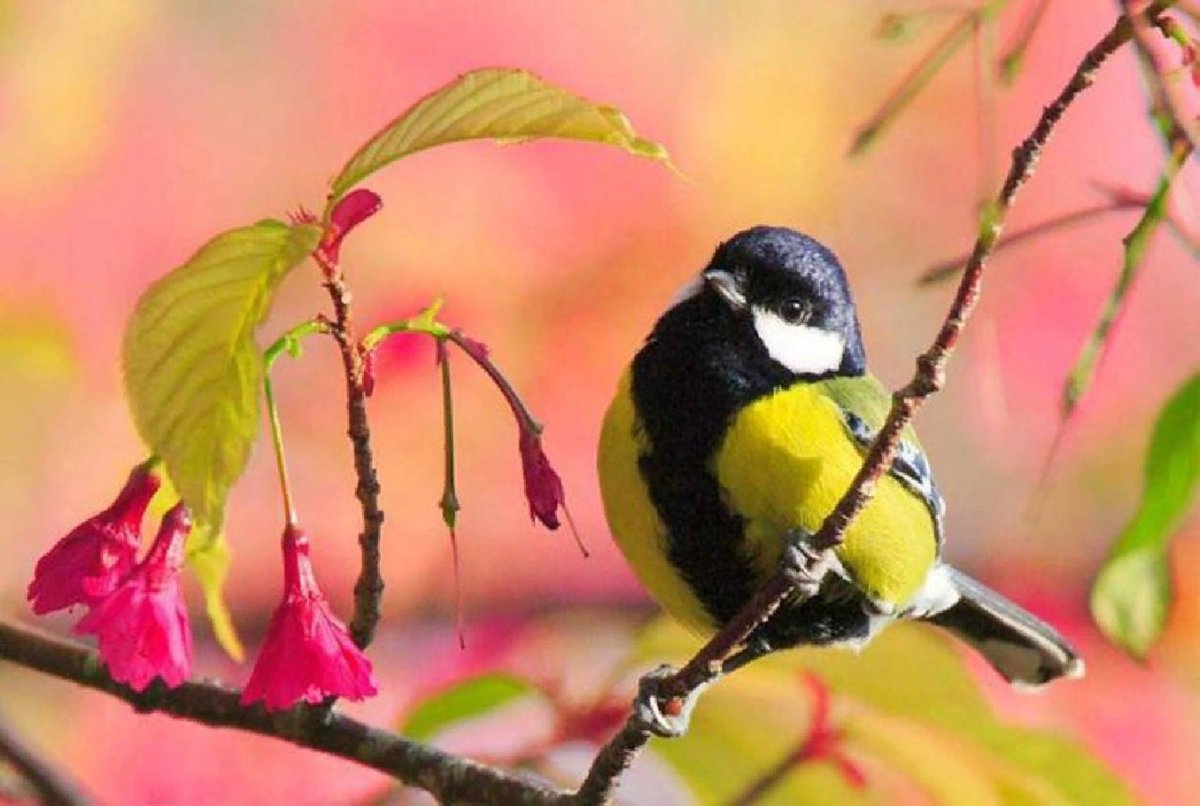 Синица на цветущей ветке