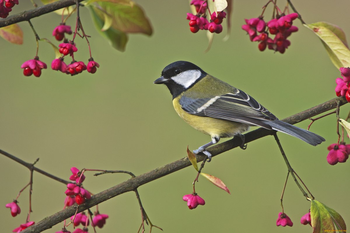 Синицы лазоревки на ветке