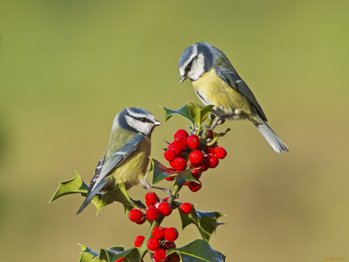 Синичка на ветке зима
