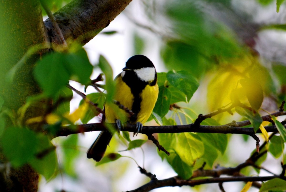 Синица лазоревка весной
