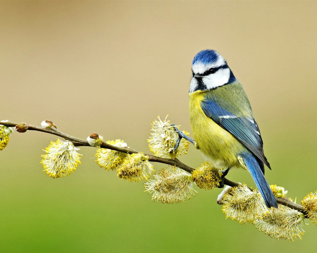 Птица на ветке