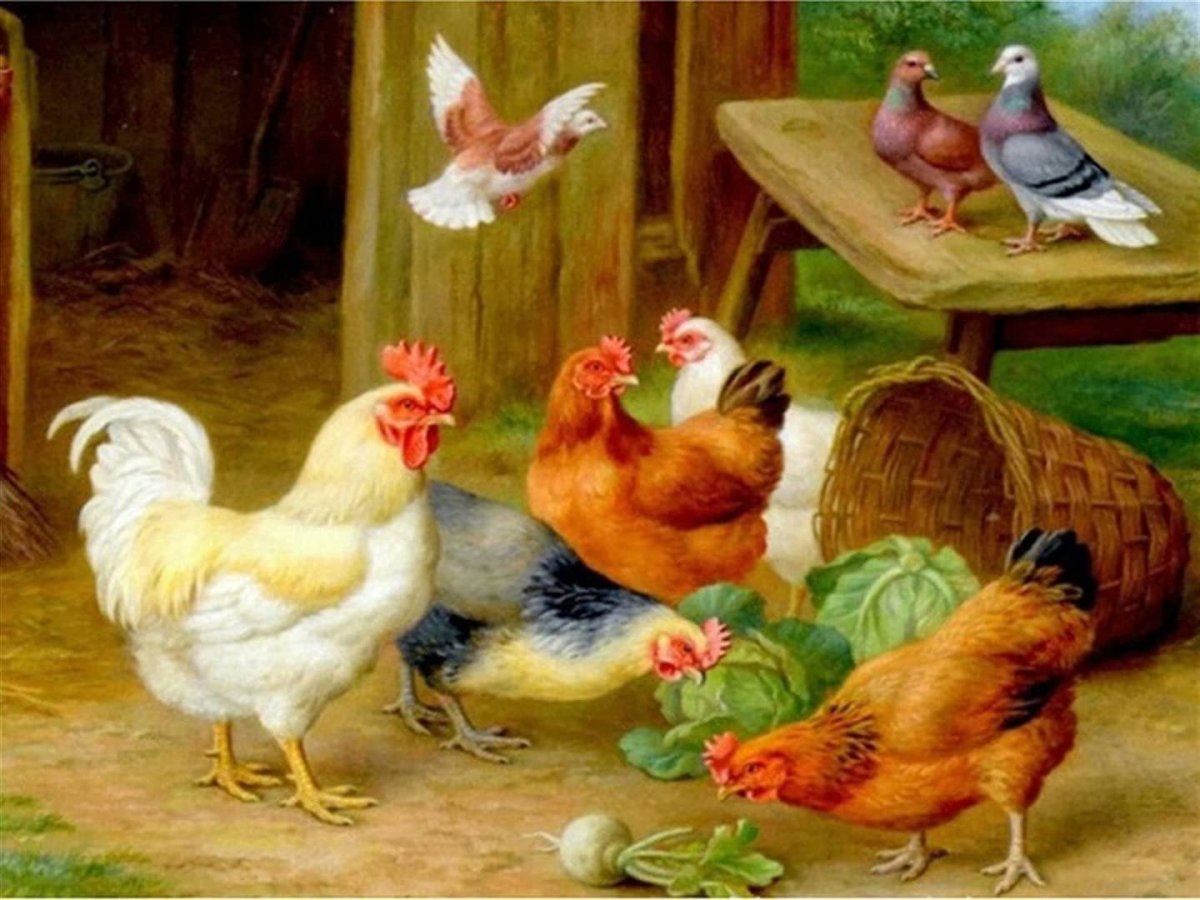 Ферма курицы фон