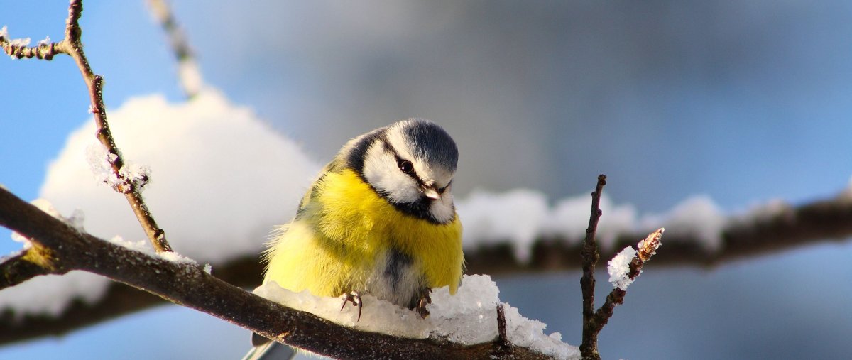 Синица лазоревка зимой